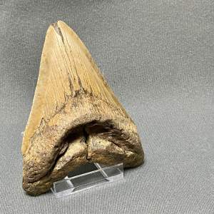 Large Fossil Megalodon Tooth Specimen