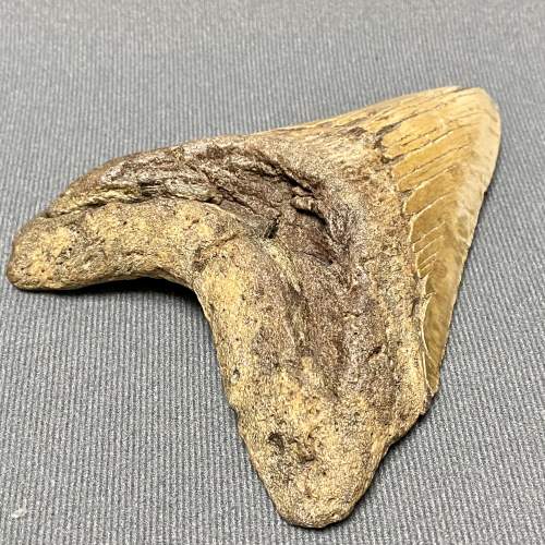 Large Fossil Megalodon Tooth Specimen image-3