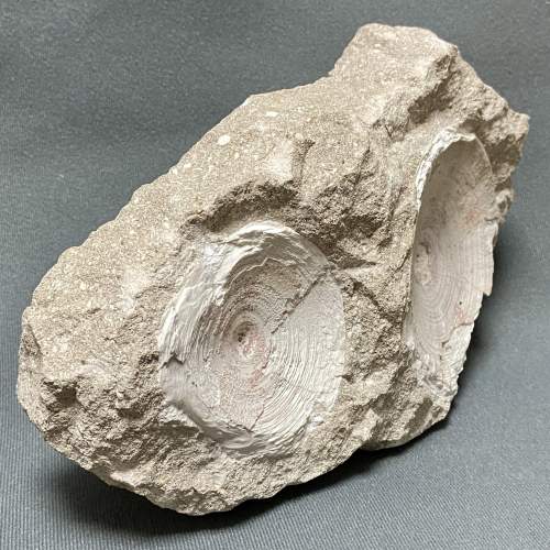 Fossil Shark Vertebra Specimens image-2