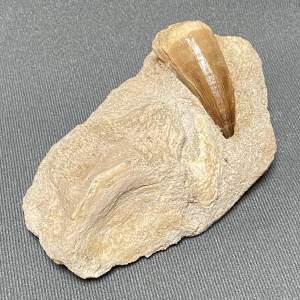 Fossil  Mosasaur Tooth and Vertebra Specimen