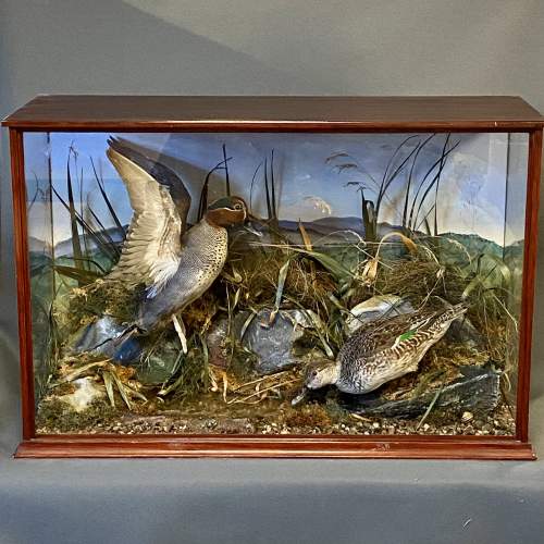 Vintage Pair of Taxidermy Teal Ducks in a Glazed Case image-1