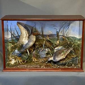 Vintage Pair of Taxidermy Teal Ducks in a Glazed Case