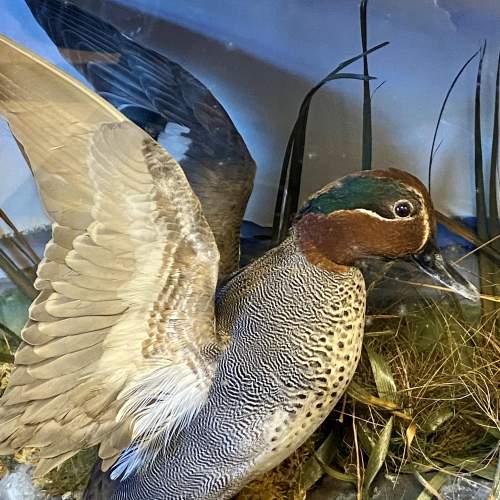 Vintage Pair of Taxidermy Teal Ducks in a Glazed Case image-3