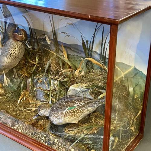 Vintage Pair of Taxidermy Teal Ducks in a Glazed Case image-6