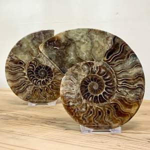 Fossil Cleoniceras Split and Polished Ammonite