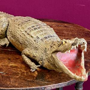 Rare 19th Century Taxidermy Caiman Crocodile