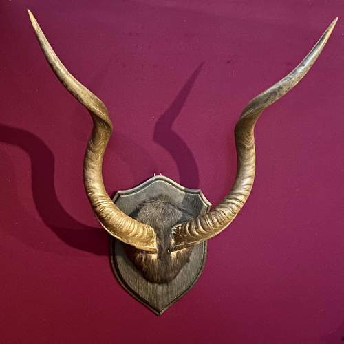 Large Mounted Taxidermy Kudu Horns image-1