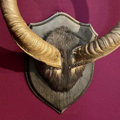 Large Mounted Taxidermy Kudu Horns image-2