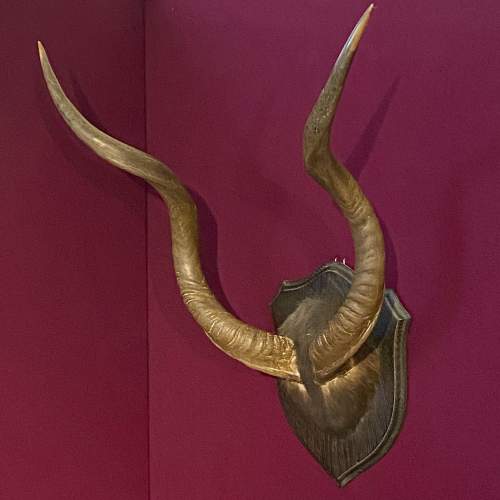 Large Mounted Taxidermy Kudu Horns image-4
