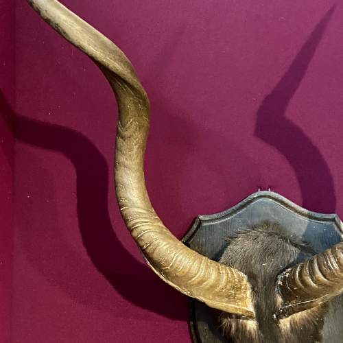 Large Mounted Taxidermy Kudu Horns image-5