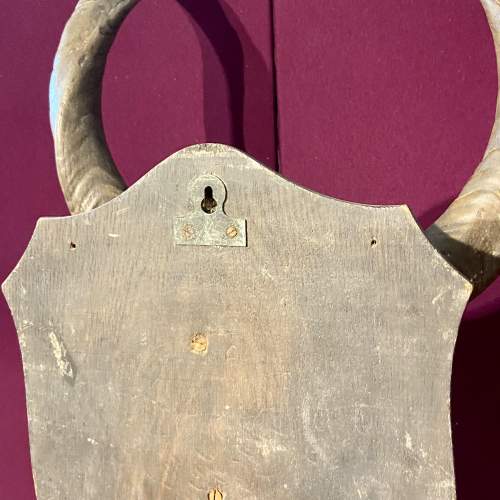 Large Mounted Taxidermy Kudu Horns image-6