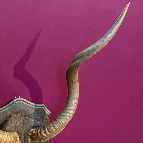 Large Mounted Taxidermy Kudu Horns image-3