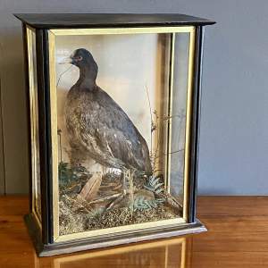 Victorian Cased Taxidermy Coot