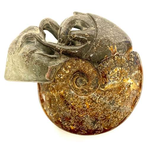 Fossil Cleoniceras Ammonite image-1