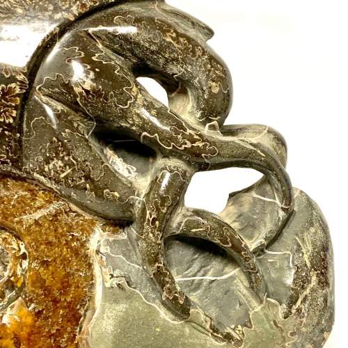 Fossil Cleoniceras Ammonite image-2