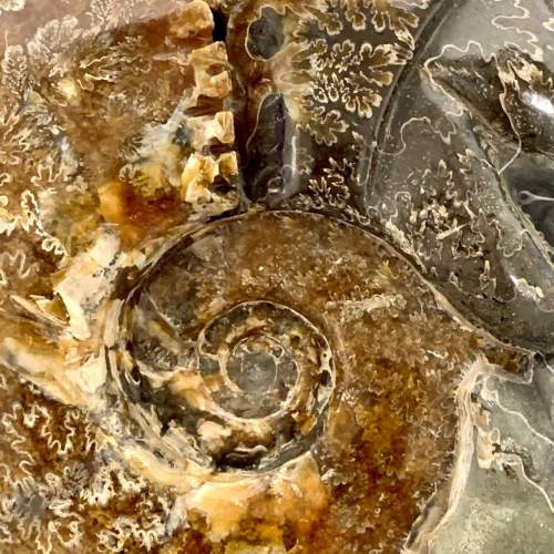 Fossil Cleoniceras Ammonite image-3