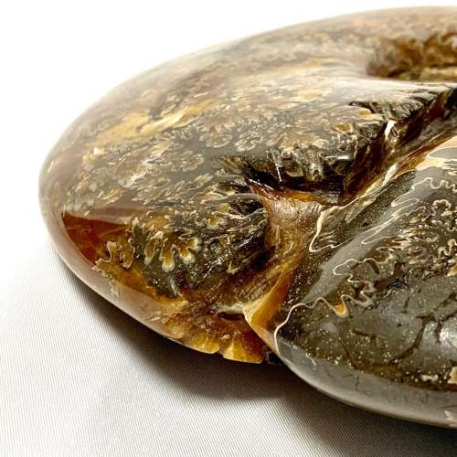 Fossil Cleoniceras Ammonite image-5