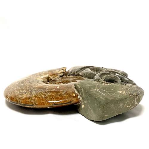 Fossil Cleoniceras Ammonite image-6