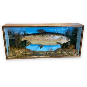 Mounted Taxidermy Rainbow Trout