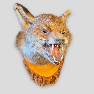 Vintage Taxidermy Fox Head