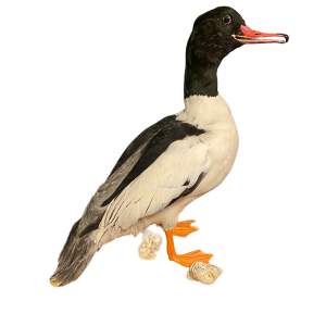 Taxidermy Sand Goose