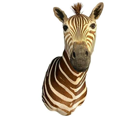 Late 20th Century Taxidermy Zebra image-3