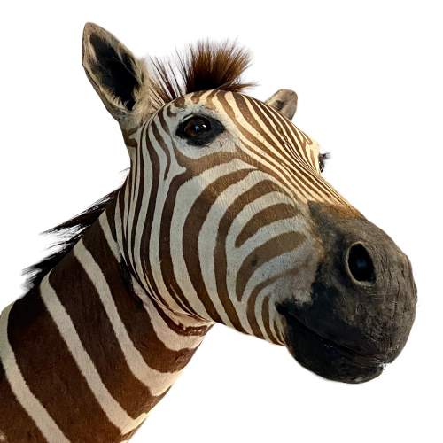 Late 20th Century Taxidermy Zebra image-4