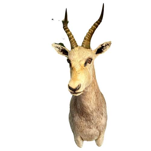 20th Century Taxidermy Mounted Blesbok image-1