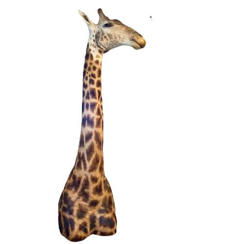 Taxidermy Male Giraffe image-1