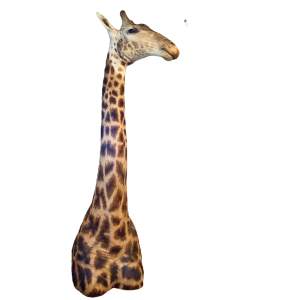 Taxidermy Male Giraffe