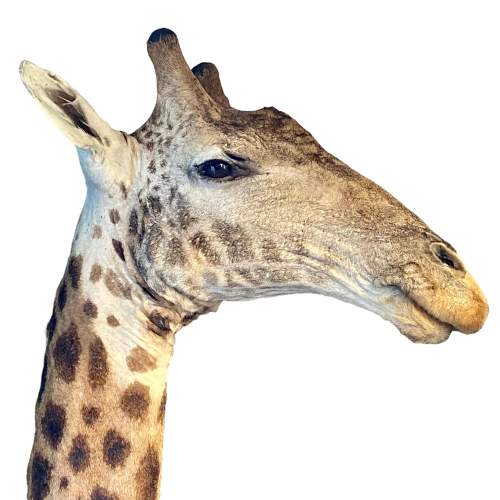 Taxidermy Male Giraffe image-4