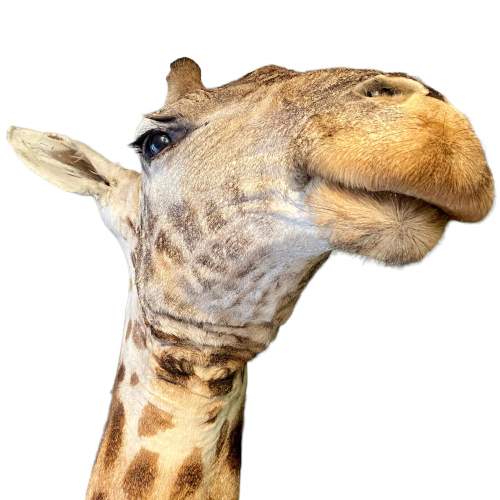 Taxidermy Male Giraffe image-5