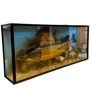Taxidermy Pike Display Case