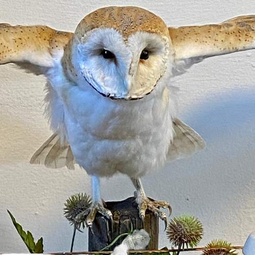 Taxidermy Barn Owl image-5
