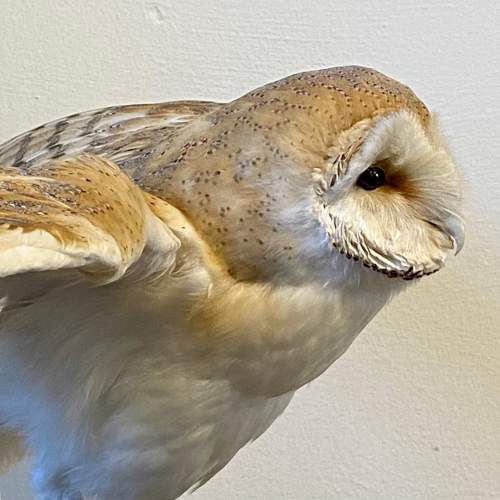 Taxidermy Barn Owl image-6