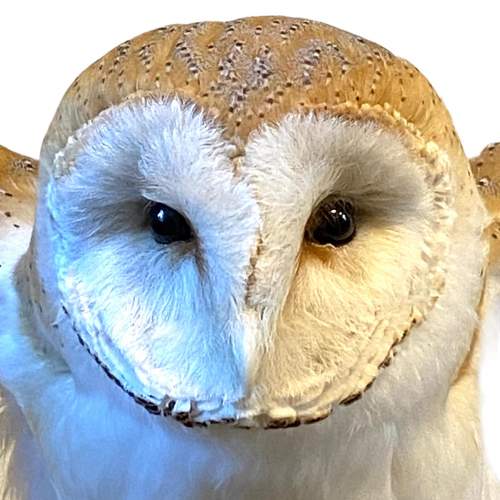 Taxidermy Barn Owl image-3