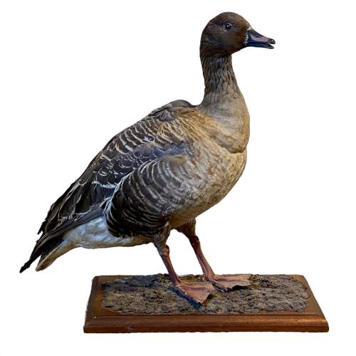 Taxidermy Pink Footed Goose image-2