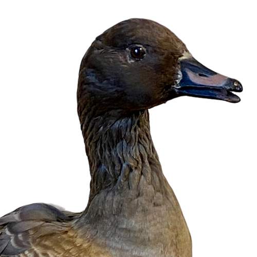 Taxidermy Pink Footed Goose image-3