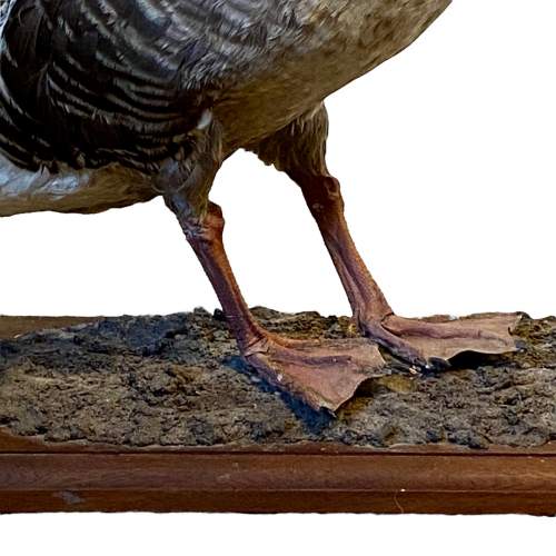Taxidermy Pink Footed Goose image-4