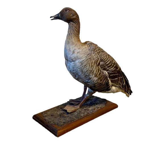 Taxidermy Pink Footed Goose image-1