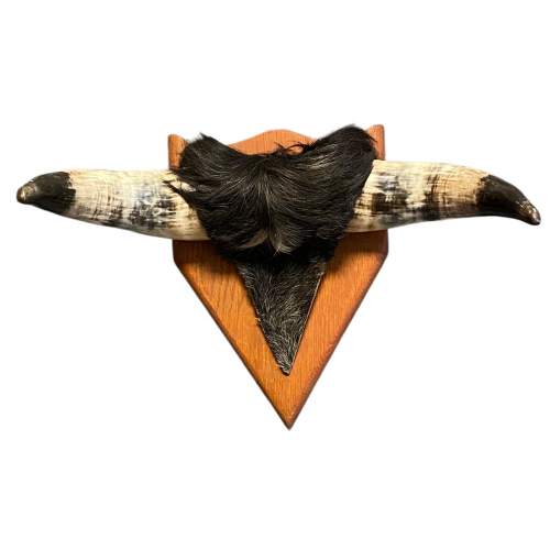 Wall Mounted Buffalo Horns image-1