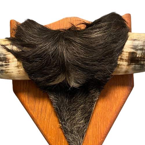 Wall Mounted Buffalo Horns image-2