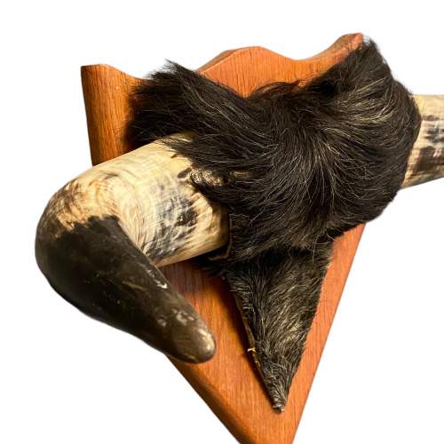 Wall Mounted Buffalo Horns image-4