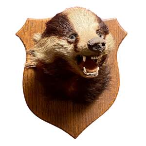 Antique Taxidermy Mounted Badgers Head