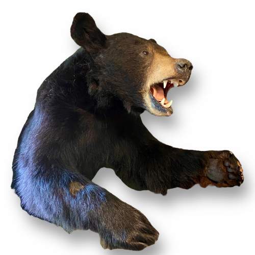 Taxidermy Shoulder Mount Half Black Bear image-1