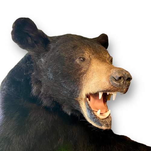 Taxidermy Shoulder Mount Half Black Bear image-2