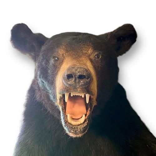 Taxidermy Shoulder Mount Half Black Bear image-3