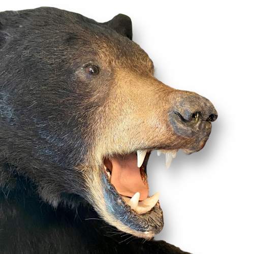 Taxidermy Shoulder Mount Half Black Bear image-4