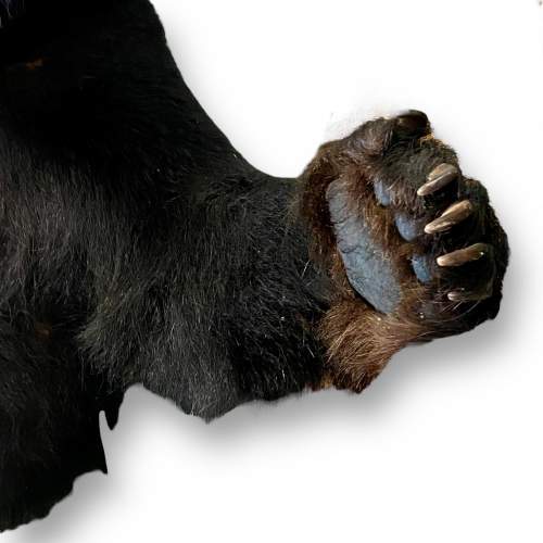 Taxidermy Shoulder Mount Half Black Bear image-5