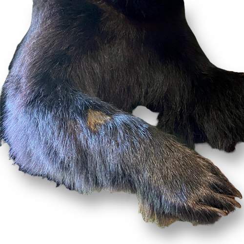 Taxidermy Shoulder Mount Half Black Bear image-6